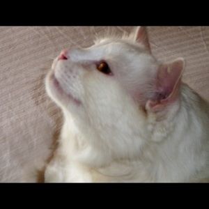 Meet your Posher, Leslie l.